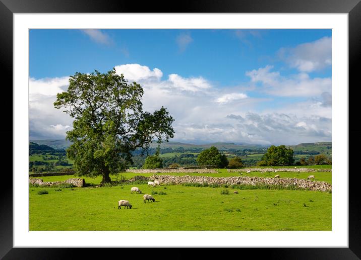 Sheep grazing in Wensleydale, North Yorkshire Framed Mounted Print by Andrew Kearton
