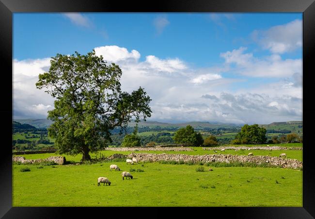 Sheep grazing in Wensleydale, North Yorkshire Framed Print by Andrew Kearton