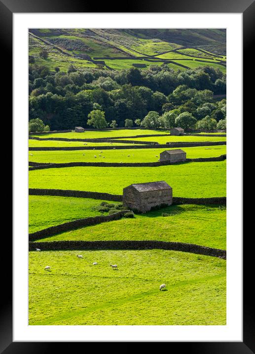 Fields and stone barns in Swaledale, North Yorkshi Framed Mounted Print by Andrew Kearton