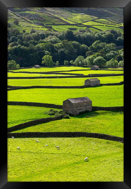 Fields and stone barns in Swaledale, North Yorkshi Framed Print by Andrew Kearton