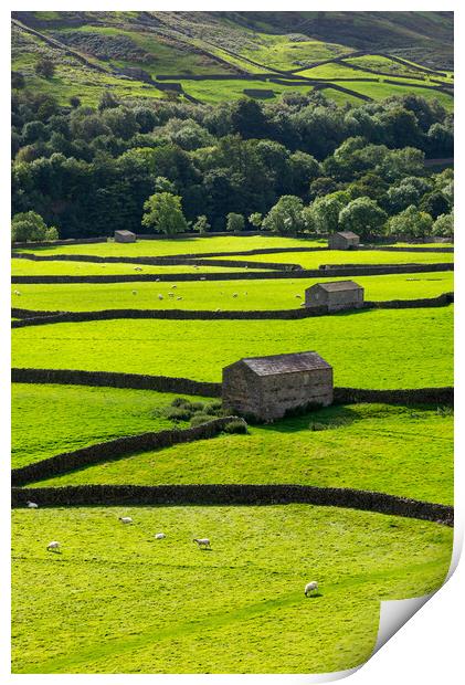 Fields and stone barns in Swaledale, North Yorkshi Print by Andrew Kearton