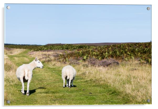Sheep walking along a pathway Acrylic by Jason Wells