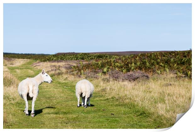 Sheep walking along a pathway Print by Jason Wells