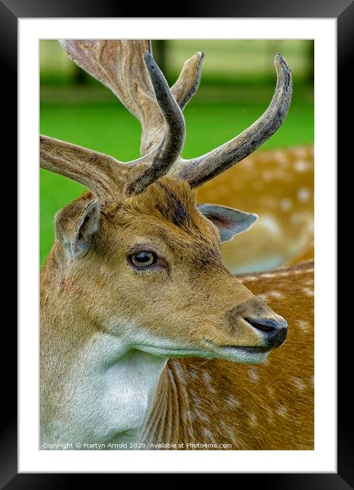 Fallow Deer Stag Framed Mounted Print by Martyn Arnold