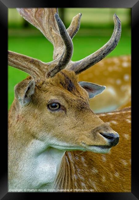 Fallow Deer Stag Framed Print by Martyn Arnold