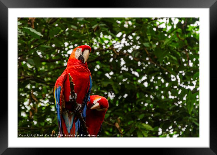 parrots on the banks of the Guayas river. Guayaquil, Ecuador Framed Mounted Print by Mario Koufios