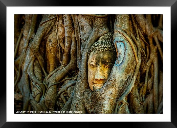 Old Buddha in a tree Ayutthaya Thailand Framed Mounted Print by Mario Koufios