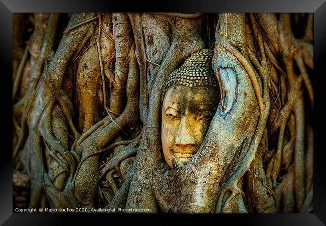 Old Buddha in a tree Ayutthaya Thailand Framed Print by Mario Koufios