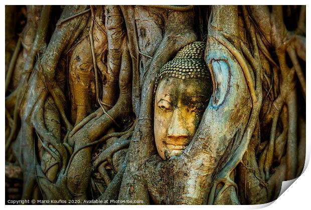 Old Buddha in a tree Ayutthaya Thailand Print by Mario Koufios