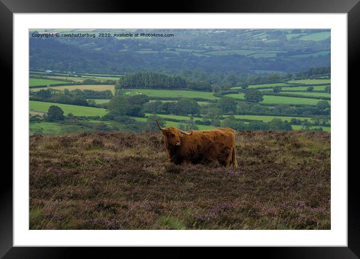 Highland Cows On The Moors Framed Mounted Print by rawshutterbug 