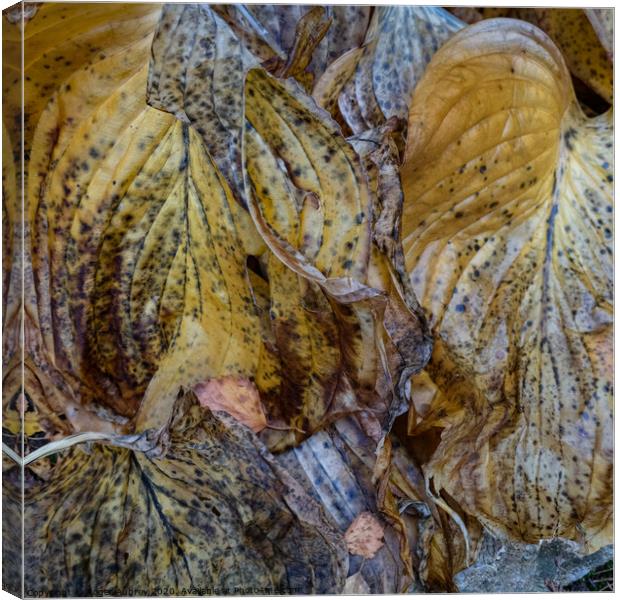 Hosta leaves dying back Canvas Print by Roger Aubrey