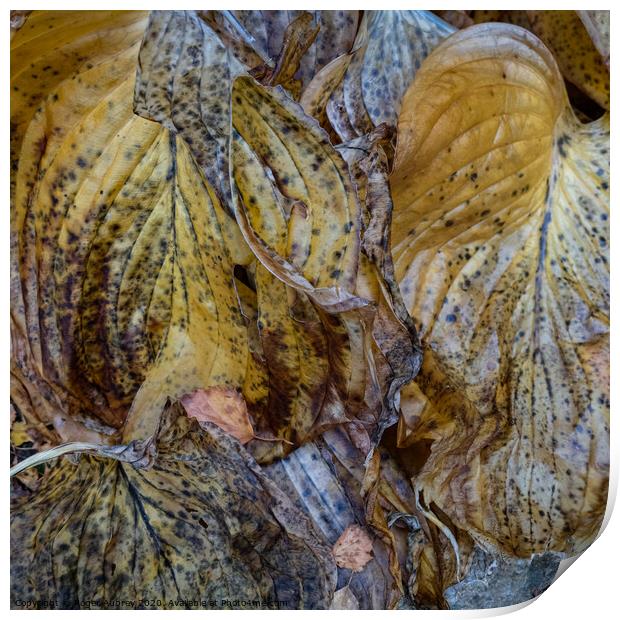 Hosta leaves dying back Print by Roger Aubrey