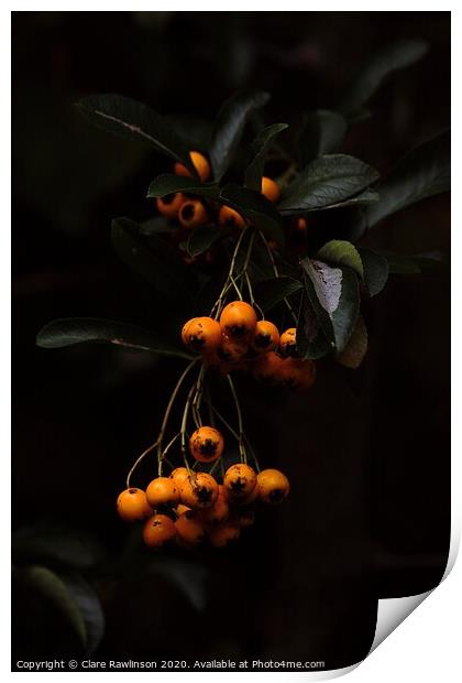 Autumn Berries Print by Clare Rawlinson