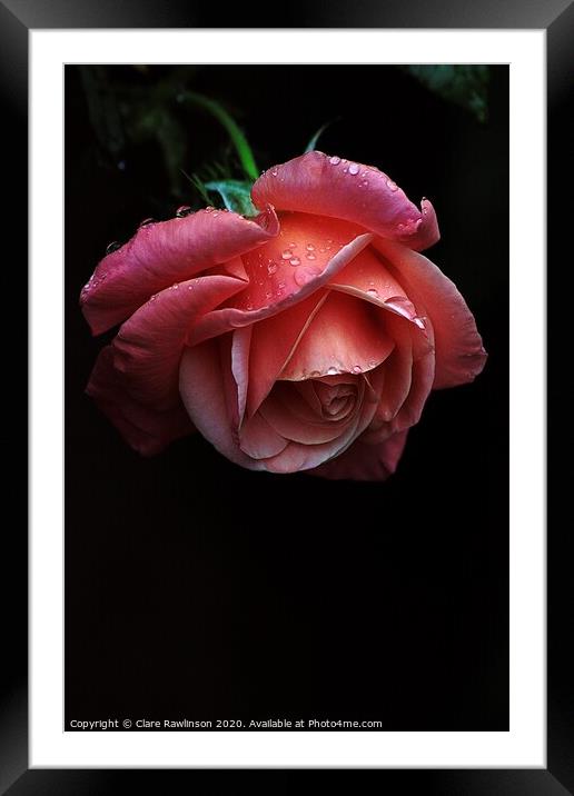 Rain Drops on a Rose Framed Mounted Print by Clare Rawlinson