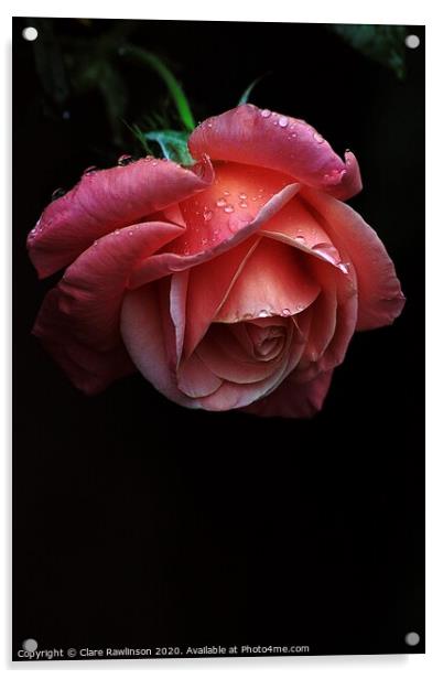 Rain Drops on a Rose Acrylic by Clare Rawlinson