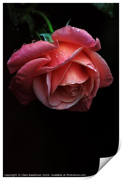 Rain Drops on a Rose Print by Clare Rawlinson