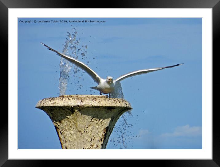 Seagull taking flight from fountain Framed Mounted Print by Laurence Tobin