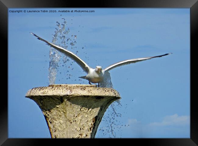 Seagull taking flight from fountain Framed Print by Laurence Tobin