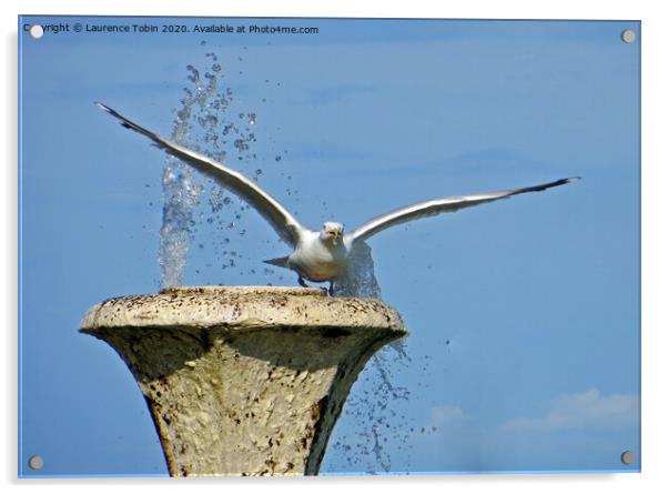 Seagull taking flight from fountain Acrylic by Laurence Tobin