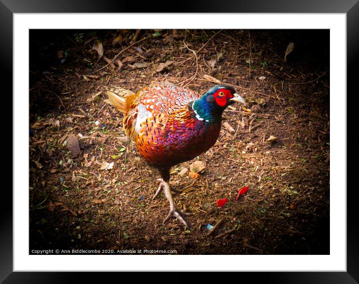 Pheasant on the prowl Framed Mounted Print by Ann Biddlecombe