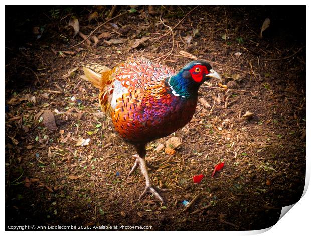 Pheasant on the prowl Print by Ann Biddlecombe