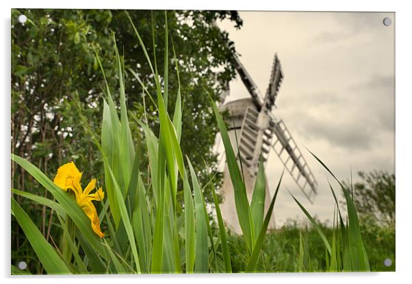 Thurne Mill Acrylic by Stephen Mole