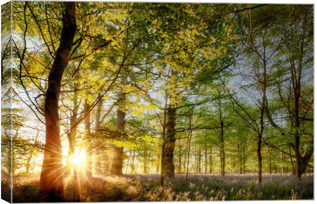 Sunrise in an English bluebell forest  Canvas Print by Simon Bratt LRPS