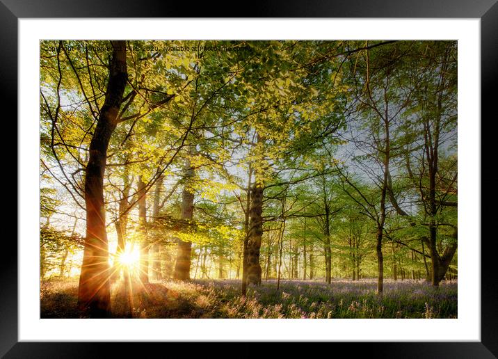 Sunrise in an English bluebell forest  Framed Mounted Print by Simon Bratt LRPS