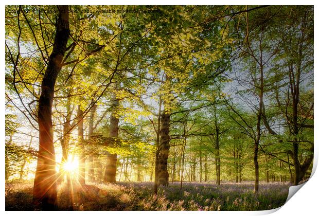 Sunrise in an English bluebell forest  Print by Simon Bratt LRPS