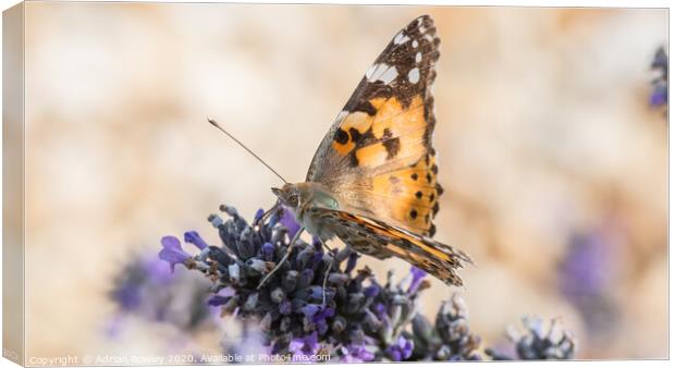 The Painted Lady Canvas Print by Adrian Rowley