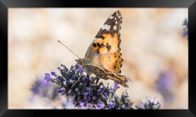 The Painted Lady Framed Print by Adrian Rowley