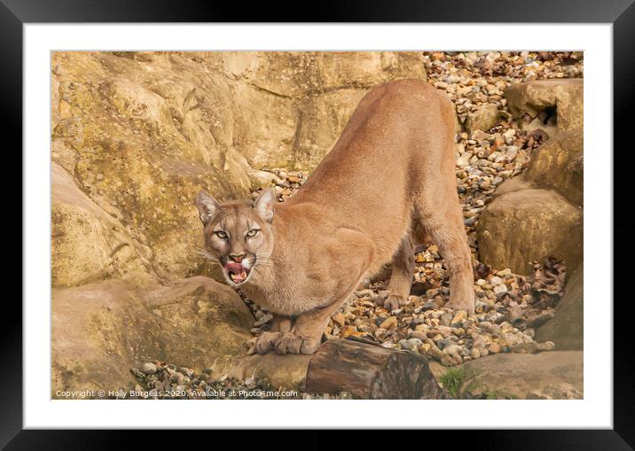 Puma Wild Cat Framed Mounted Print by Holly Burgess