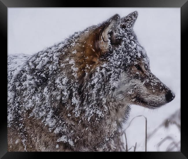 Snowy Wolf Framed Print by Sam Smith