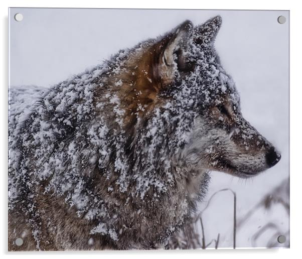 Snowy Wolf Acrylic by Sam Smith