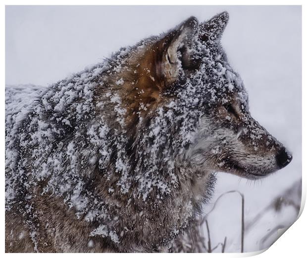 Snowy Wolf Print by Sam Smith