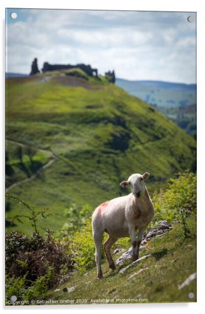 Curious sheep in front of Dinas Bran Llangollen Acrylic by Sebastien Greber