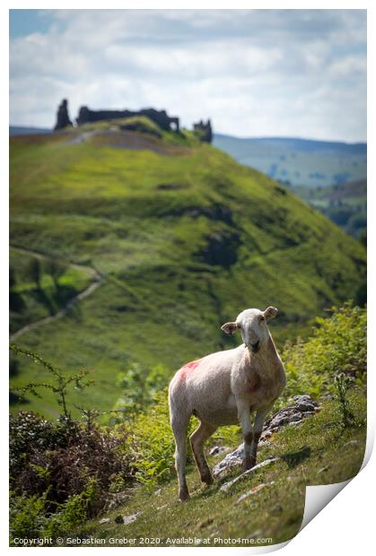 Curious sheep in front of Dinas Bran Llangollen Print by Sebastien Greber