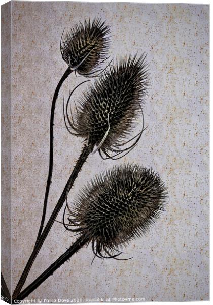 Teasels. Canvas Print by Phillip Dove LRPS