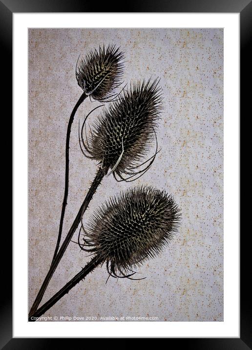 Teasels. Framed Mounted Print by Phillip Dove LRPS