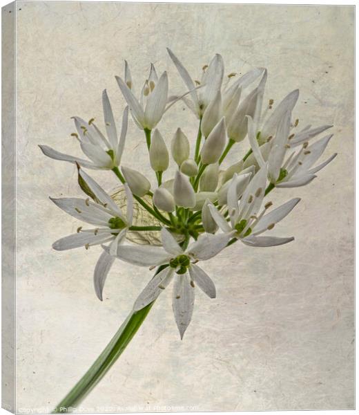 Wild Garlic Flower Canvas Print by Phillip Dove LRPS