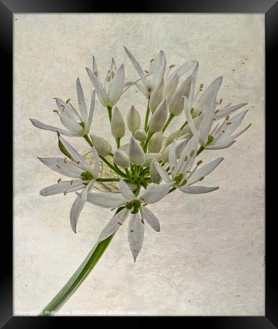 Wild Garlic Flower Framed Print by Phillip Dove LRPS