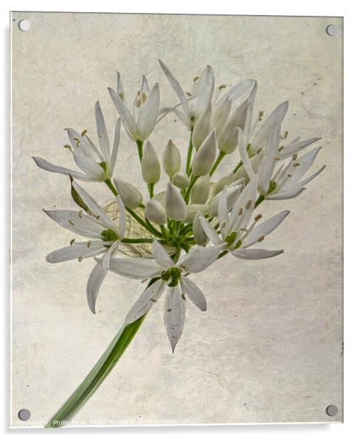 Wild Garlic Flower Acrylic by Phillip Dove LRPS