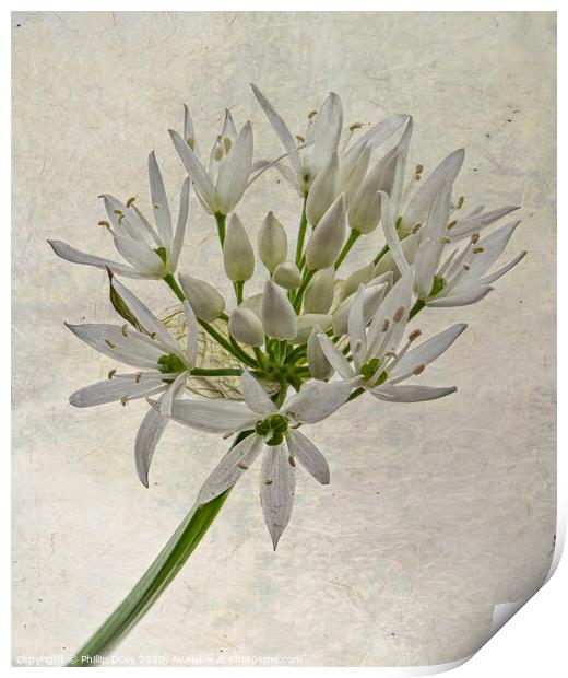 Wild Garlic Flower Print by Phillip Dove LRPS