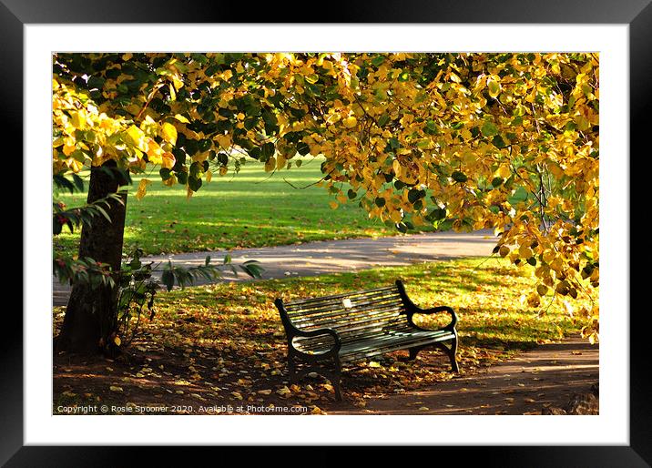 An autumn seat at Dawlish Brook in South Devon Framed Mounted Print by Rosie Spooner