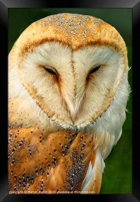 Barn Owl Portrait, British Birds of Prey Framed Print by Martyn Arnold