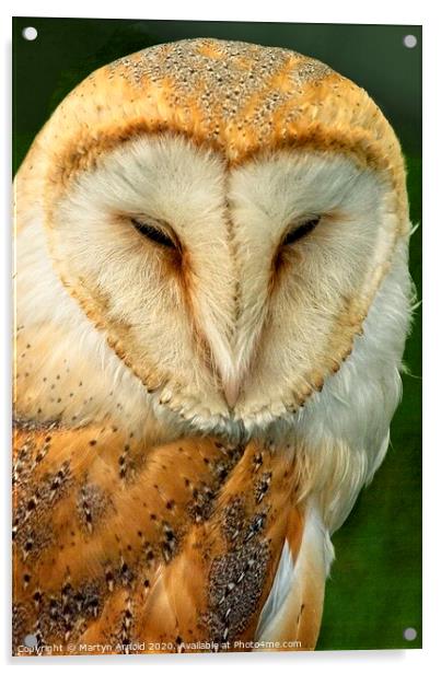 Barn Owl Portrait, British Birds of Prey Acrylic by Martyn Arnold