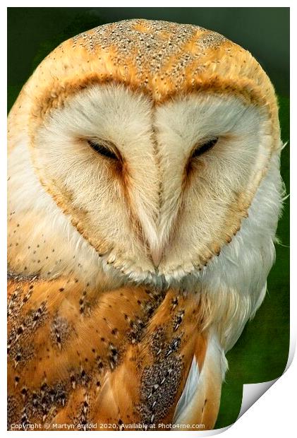 Barn Owl Portrait, British Birds of Prey Print by Martyn Arnold