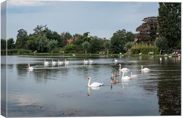 Majestic Swans in Thorpeness Canvas Print by Wendy Williams CPAGB