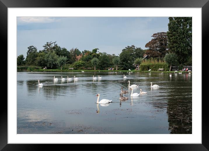 Majestic Swans in Thorpeness Framed Mounted Print by Wendy Williams CPAGB