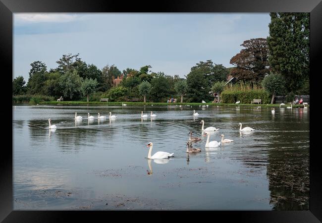 Majestic Swans in Thorpeness Framed Print by Wendy Williams CPAGB